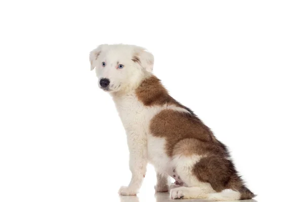 Lindo cachorro con cabello castaño y blanco —  Fotos de Stock