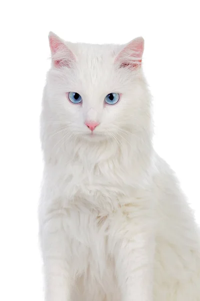 Adorable White Persian Cat Royalty Free Stock Photos