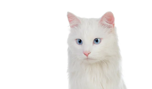 可敬的白色波斯猫 图库照片