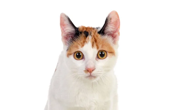 Chat blanc avec de beaux yeux marron Image En Vente