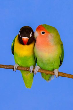 Çifte kumrular dalda 