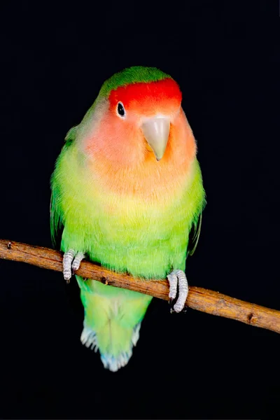 Belo pombo-amor em um ramo — Fotografia de Stock