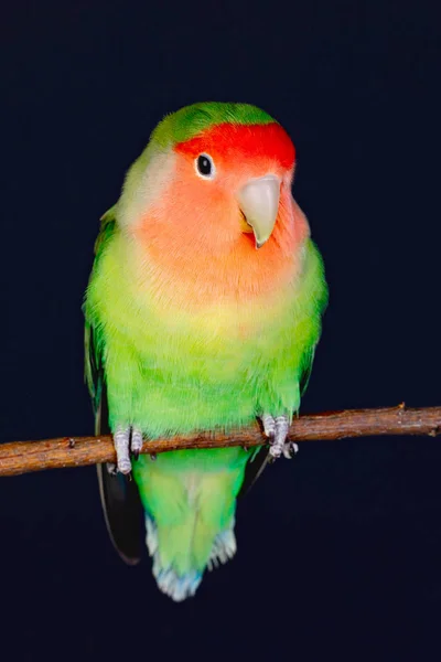 Beautiful lovebird on a branch — Stock Photo, Image