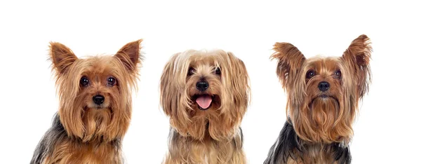 Três cães yorkshire olhando para a câmera — Fotografia de Stock