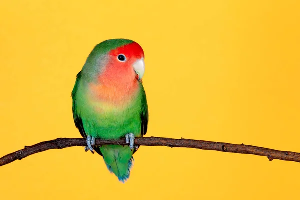 Beautiful lovebird on a branch — Stock Photo, Image