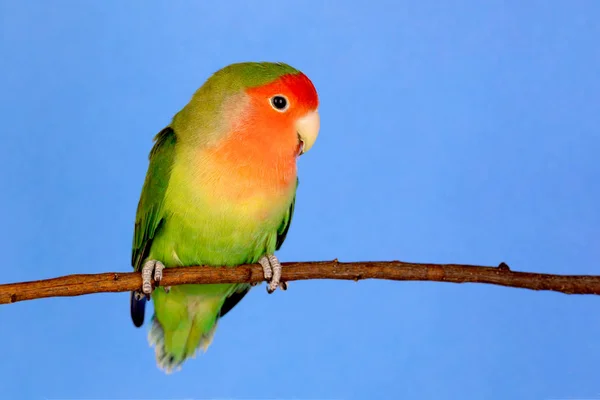 Beautiful lovebird on a branch — Stock Photo, Image