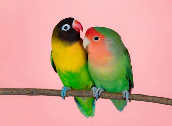 Szerelmes madarak az ágon — Stock Fotó