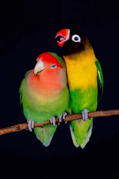 Kärleksfåglar på en gren — Stockfoto