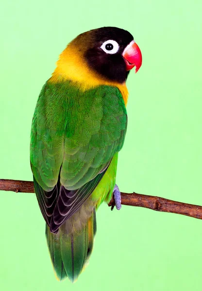 Beautiful lovebird on a branch — Stock Photo, Image