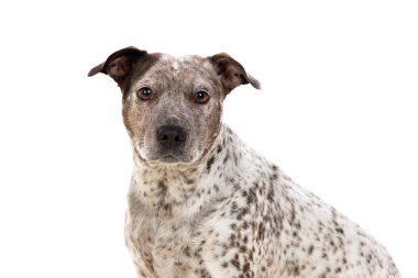kahverengi köpek  