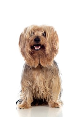 Komik küçük Yorkshire köpeği.