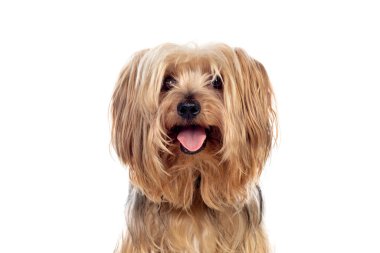 Komik küçük Yorkshire köpeği.