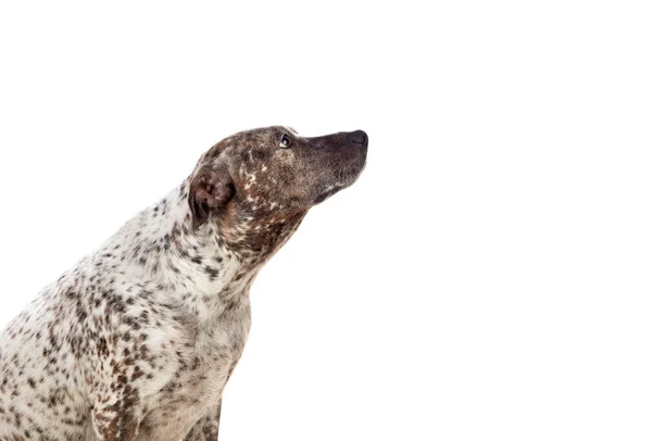 Bruine hond — Stockfoto