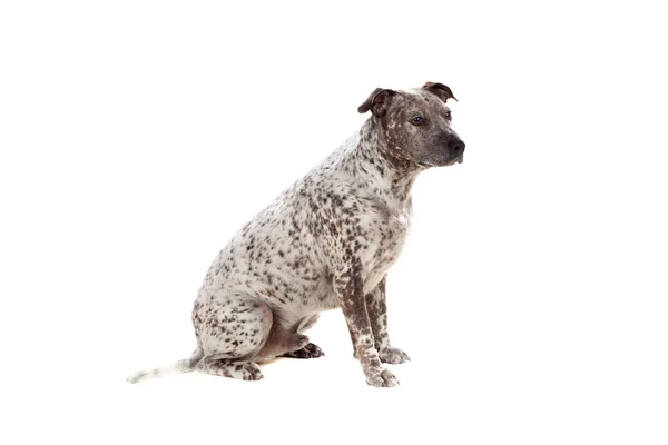 Brauner Hund — Stockfoto