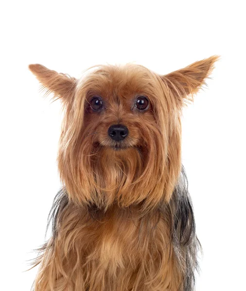 Funny small yorkshire dog — Stock Photo, Image