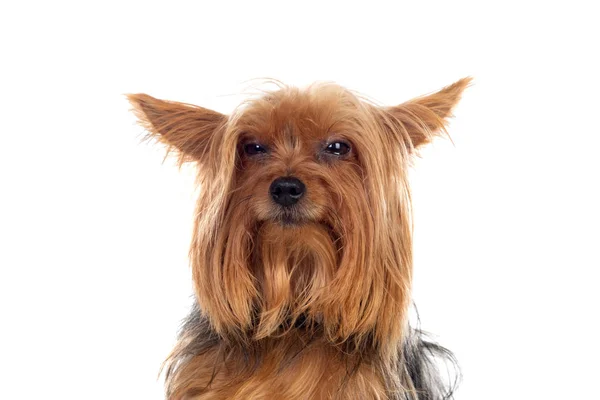 Zabawny mały pies yorkshire — Zdjęcie stockowe