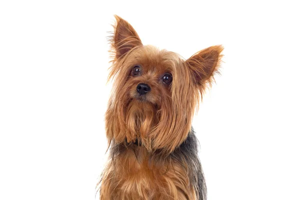 Funny small yorkshire dog — Stock Photo, Image