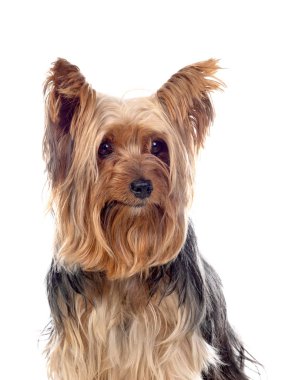 Komik küçük Yorkshire köpeği.