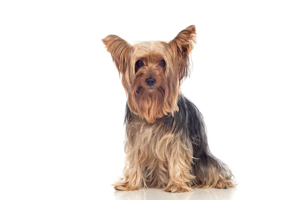 Funny small yorkshire dog — Stock Photo, Image