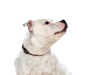 Staffordshire Boğa Teriyeri Köpeği beyaz arka planda izole edilmiş.