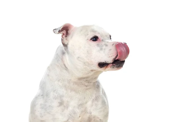 Staffordshire Bull Terrier Dog Elszigetelt Fehér Alapon — Stock Fotó