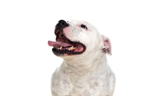 Staffordshire Boğa Teriyeri Köpeği Beyaz Arka Planda Izole Edilmiş — Stok fotoğraf