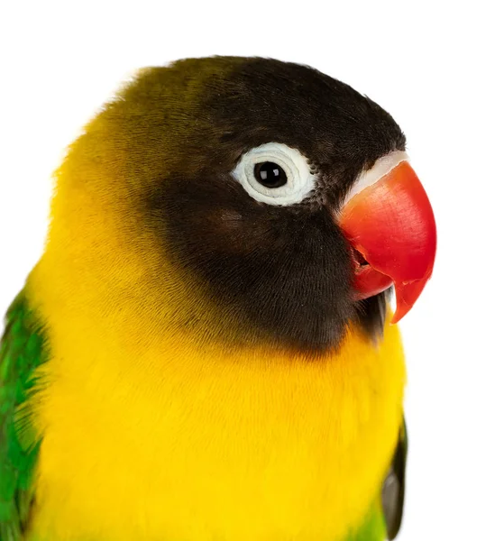 Beautiful Portrait Yellow Lovebird Isolated White Background — Stock Photo, Image