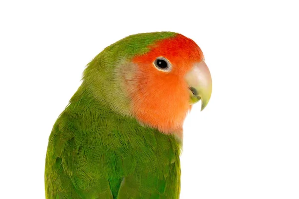 Beautiful Portrait Lovebird Isolated White Background — Stock Photo, Image