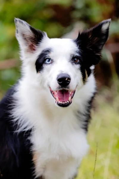 Mooie Zwart Witte Rand Collie Hond Met Ogen Met Verschillende — Stockfoto