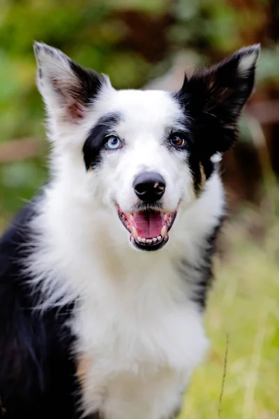 Bonito Cão Border Collie Preto Branco Com Olhos Com Cores — Fotografia de Stock