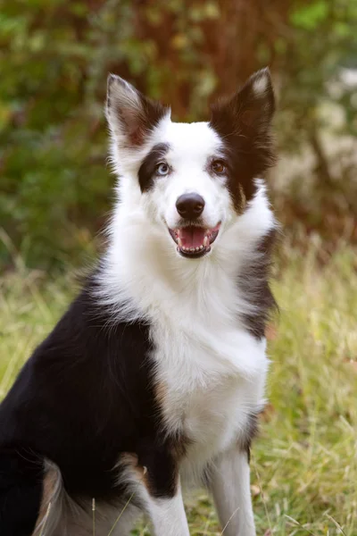 Vacker Svart Och Vit Bård Collie Hund Med Ögon Med — Stockfoto