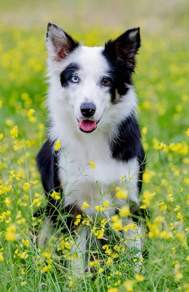Beautiful Black White Border Collie Dog Eyes Different Colors — Stock Photo, Image