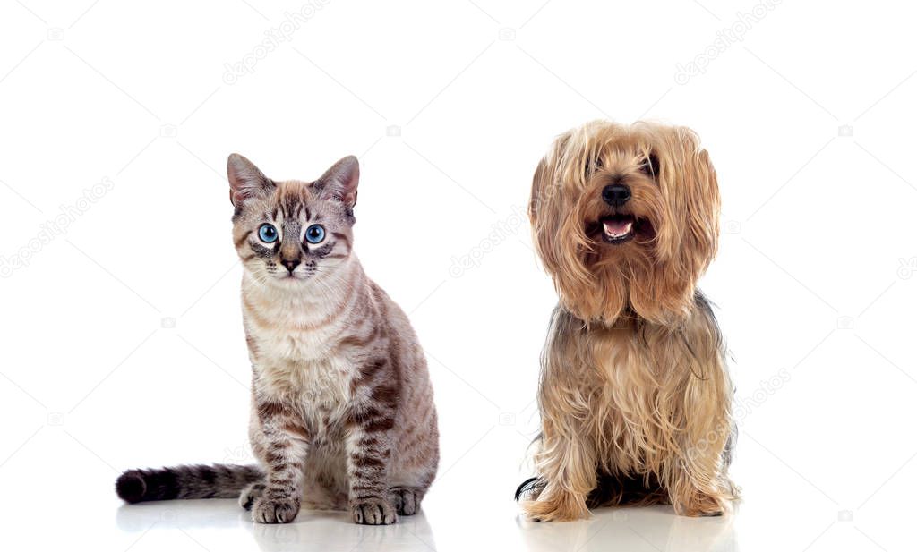 Two beautiful pets isolated on a white background
