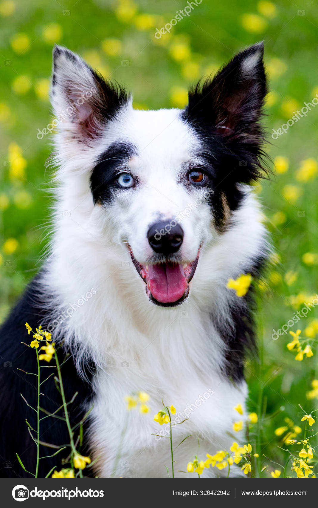 Are There All Black Border Collies
