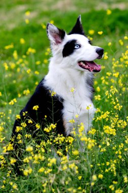 Güzel siyah beyaz Sınır Köpeği Collie Gözleri farklı renklerde