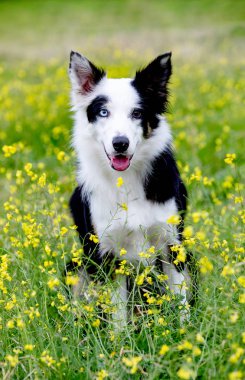 Güzel siyah beyaz Sınır Köpeği Collie Gözleri farklı renklerde
