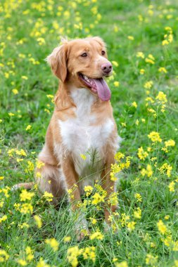 Bir çayırda bir sürü sarı çiçekli güzel kahverengi bir köpek.