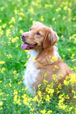 Bir çayırda bir sürü sarı çiçekli güzel kahverengi bir köpek.