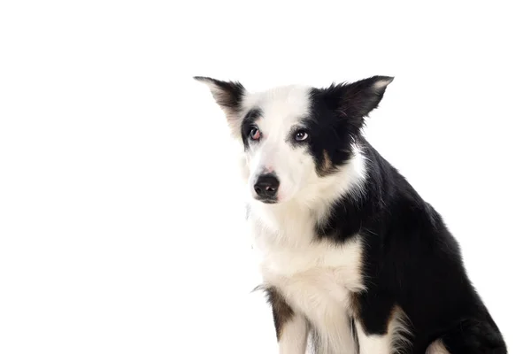Mooie Zwart Witte Rand Collie Hond Met Ogen Met Verschillende — Stockfoto