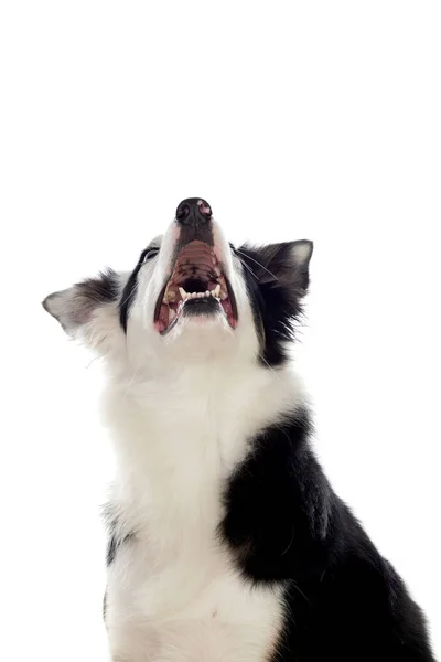 Черно Белая Собака Border Collie Глазами Разных Цветов — стоковое фото