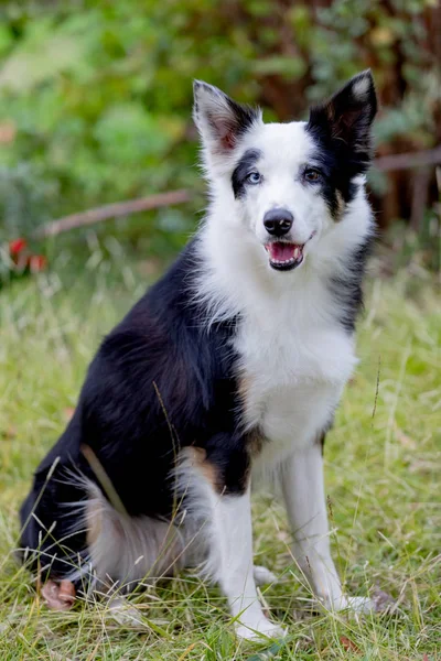 Schöner Schwarz Weißer Border Collie Hund Mit Augen Verschiedenen Farben — Stockfoto