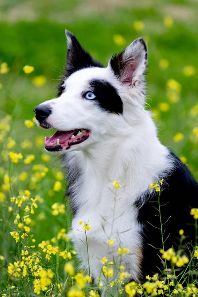 Bonito Cão Border Collie Preto Branco Com Olhos Com Cores — Fotografia de Stock