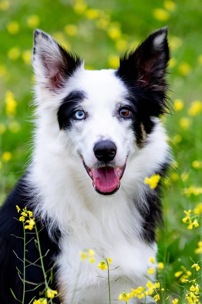 Vacker Svart Och Vit Bård Collie Hund Med Ögon Med — Stockfoto