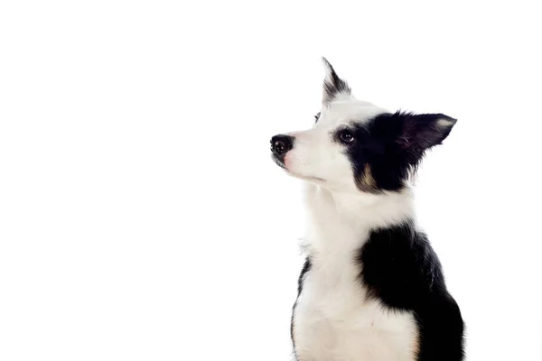 Krásný Černobílý Ohraničující Kolie Pes Očima Různými Barvami — Stock fotografie