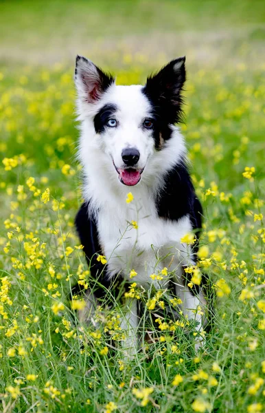 Beau Chien Border Collie Noir Blanc Avec Des Yeux Différentes — Photo