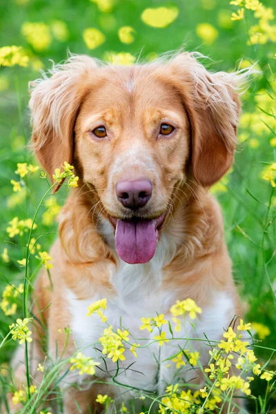 Hermoso Perro Bretón Marrón Prado Con Muchas Flores Amarillas — Foto de Stock