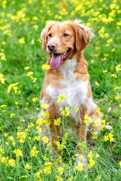 Mooie Bruine Breton Hond Een Weiland Met Veel Gele Bloemen — Stockfoto