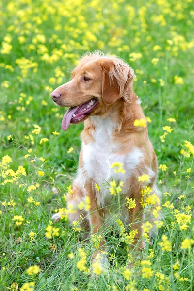 Όμορφο Καφέ Σκυλί Breton Ένα Λιβάδι Πολλά Κίτρινα Λουλούδια — Φωτογραφία Αρχείου