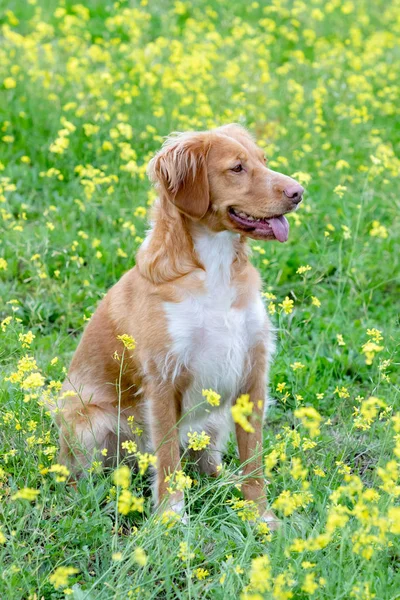 Krásný Hnědý Breton Pes Louce Mnoha Žlutými Květy — Stock fotografie