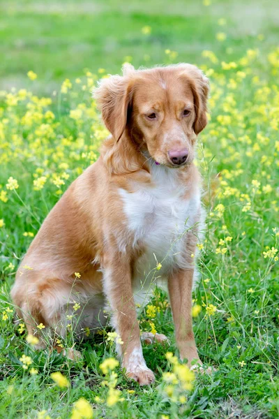 Όμορφο Καφέ Σκυλί Breton Ένα Λιβάδι Πολλά Κίτρινα Λουλούδια — Φωτογραφία Αρχείου